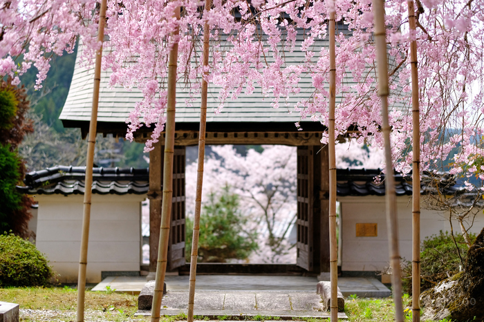 シグマ 富士フイルムXマウント用レンズ3本を使ってみました ／ 京都